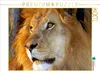 Calvendo Löwe 1000 Teile Puzzle quer 640x480mm, Tkocz Produktbild-Vorschau 3