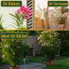 Sunny Tree - Rostlina - Oleandr- Nerium Oleander - Výška Náhled obrázku produktu 3