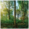 3er Set Wandbild je 30x30cm Glasbild Wald Natur Sonne Produktbild-Vorschau 2