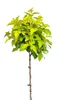 Borovice s měchýřkem 'Physocarpus Opulifolius Dart's Gold Náhled obrázku produktu 1