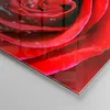 Bilder auf glas - Rose Blume Blütenblätter Tau - 120x80cm - Produktbild-Vorschau 5