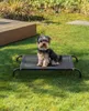 A small dog sits on a black elevated dog bed in a grassy yard. Anteprima dell’immagine prodotto