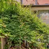Actinidia Jumbo femmina 2L Anteprima dell’immagine prodotto 7