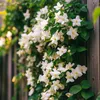 Jaśmin gwiazdkowy - 3 szt - Jasminum 'Officinale' - Podgląd zdjęcia produktu 5