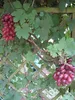 Vitis vinifera Rhea® Rose - Weinrebe Weintraube Tafeltraube Produktbild-Vorschau 4