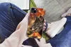 MuchoWow® Handyhülle Schutzhülle Hülle für iPhone 13 mini Produktbild-Vorschau 3