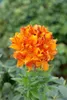 Rhododendron luteum 'Goldflamme', gelb-orange, 30–40 cm Produktbild-Vorschau 2