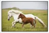 MuchoWow® Poster Pferde - Tiere - Gras 180x120 cm - Produktbild-Vorschau 2