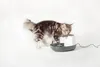 Nobby Trinkbrunnen Katze Cascade 1,5 l Produktbild-Vorschau 9