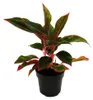 Aglaonema Jungle Red - Barevné vlákno - Neobvyklé odrůdy - Náhled obrázku produktu 1