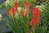 Stauden Gänge 1 x Kniphofia ‘Redhot Popsicle’ - Fackellilie Produktbild-Vorschau 6