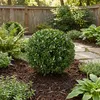 Bloomique - Lot de 2 - Ilex Crenata Jenny - Houx japonais - Voir les images du produit 4