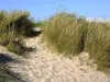 Stauden Gänge 1 x Ammophila arenaria im 1 Liter Topf - Produktbild-Vorschau 6