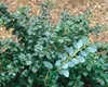 Berberis media 'Parkjuweel', Berberitze, 30–40 cm, Produktbild-Vorschau 5