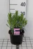 Lavandula int. 'Phenomenal'® (niko) - Lavendel - Container Produktbild-Vorschau 1