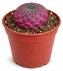 Sulcorebutia rauschii violacidermis - seltener Kugelkaktus Produktbild-Vorschau 2