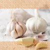 Artikelbild 6 von 'XXL Winterpflanzknoblauch Messidrome' aus der Kategorie Winterpflanzknoblauch Produktbild-Vorschau