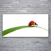 Glasbilder 120x60 Wandbild Druck auf Glas Marienkäfer Produktbild-Vorschau 2