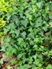 Hedera helix 'Plattensee', Efeu, immergrün, 40–60 cm Produktbild-Vorschau 2