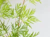 Japanischer Ahorn | Acer Palme. \'Emerald Lace\' - Produktbild-Vorschau 3