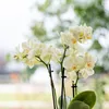 Kolibri Orchids | Żółta orchidea Albenga + Kwiatowa Podgląd zdjęcia produktu 5