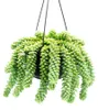 Sedum morganianum 'Burrito' – Affenschaukel – 14 cm Produktbild-Vorschau 3