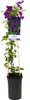 Clematis „Polish Spirit“ – violette Waldrebe, robuste Produktbild-Vorschau 2