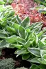 Hosta x fortunei 'Stenantha', Funkie, grün, ca. 11x11 cm Produktbild-Vorschau 3