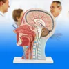 Medizinisches Kopfmodell, Anatomisches Kopfmodell, Produktbild-Vorschau 4