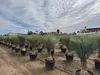Sunny Tree - Yucca Rostrata - Palma - wysokość pnia 50/60 Podgląd zdjęcia produktu 3