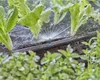 Gardena Micro-Drip-System Sprühdüse 180 Grad - Inhalt: 5 Produktbild-Vorschau 22