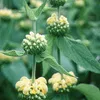 6 x Sýrska ohňovka - Phlomis russeliana | kvetináč 9cm x Náhľad obrázku produktu 2