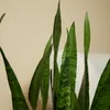 Bloomique - 2er Set - Sansevieria Zeylanica - Bogenhanf - Produktbild-Vorschau 2