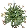 Grubosz "Hottentot" 14cm, Crassula rupestris marnieriana, Podgląd zdjęcia produktu 2