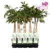 Wisteria floribunda Alba - bílý modrý déšť Náhled obrázku produktu 10