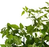 Powojnik Paul Farges botaniczny 2L Podgląd zdjęcia produktu 7