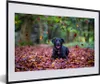 MuchoWow® MuchoWow® Gerahmtes Poster Schwarzer Labrador Produktbild-Vorschau 1