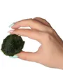 Eco Plant Marimo Ball Moss - gałęzatka 4 - 5cm Eco Plant Podgląd zdjęcia produktu 4