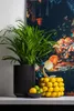 A still life arrangement of a potted plant, a bowl of citrus fruits, and a decorative vase filled with lemons, set against a dark, ornate backdrop. Anteprima dell’immagine prodotto