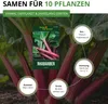 Rhabarber Victoria Samen - Rheum rhabarbarum - Produktbild-Vorschau 3