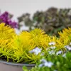 Bloomique - Lot de 6 - Sedum - Orpin - Plantes de jardin - Voir les images du produit 4