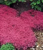 BALDUR Garten 50x Winterharter Bodendecker-Thymian, Produktbild-Vorschau 2