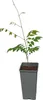 Glicynia (Wisteria) chińska Alba 2L Podgląd zdjęcia produktu 7
