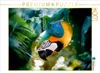 CALVENDO Puzzle Ara Papagei | 1000 Teile Lege-Größe 64x48cm Produktbild-Vorschau 2