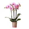 Kolibri Orchids | Růžová orchidej Phalaenopsis - Mineral Náhled obrázku produktu 1
