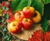 Malus 'Elstar', Apfelbaum, 40 cm Stammhöhe Produktbild-Vorschau 2