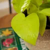 2x Scindapsus Epipremnum Golden Pothos P12 H25 Produktbild-Vorschau 6