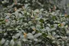 Stauden Gänge 1 x Ilex crenata 'Convexa' Kugel 25 - 35 cm - Produktbild-Vorschau 5