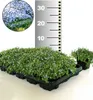 BALDUR Garten 50x Winterharter Bodendecker Isotoma 'Blue Produktbild-Vorschau 2