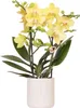 Kolibri Orchids | Żółta orchidea Albenga + Kwiatowa Podgląd zdjęcia produktu 1